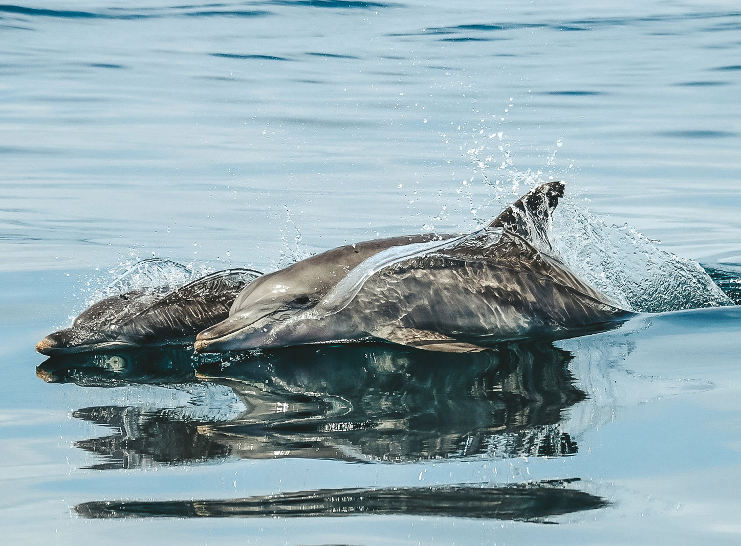 boat tours byron bay