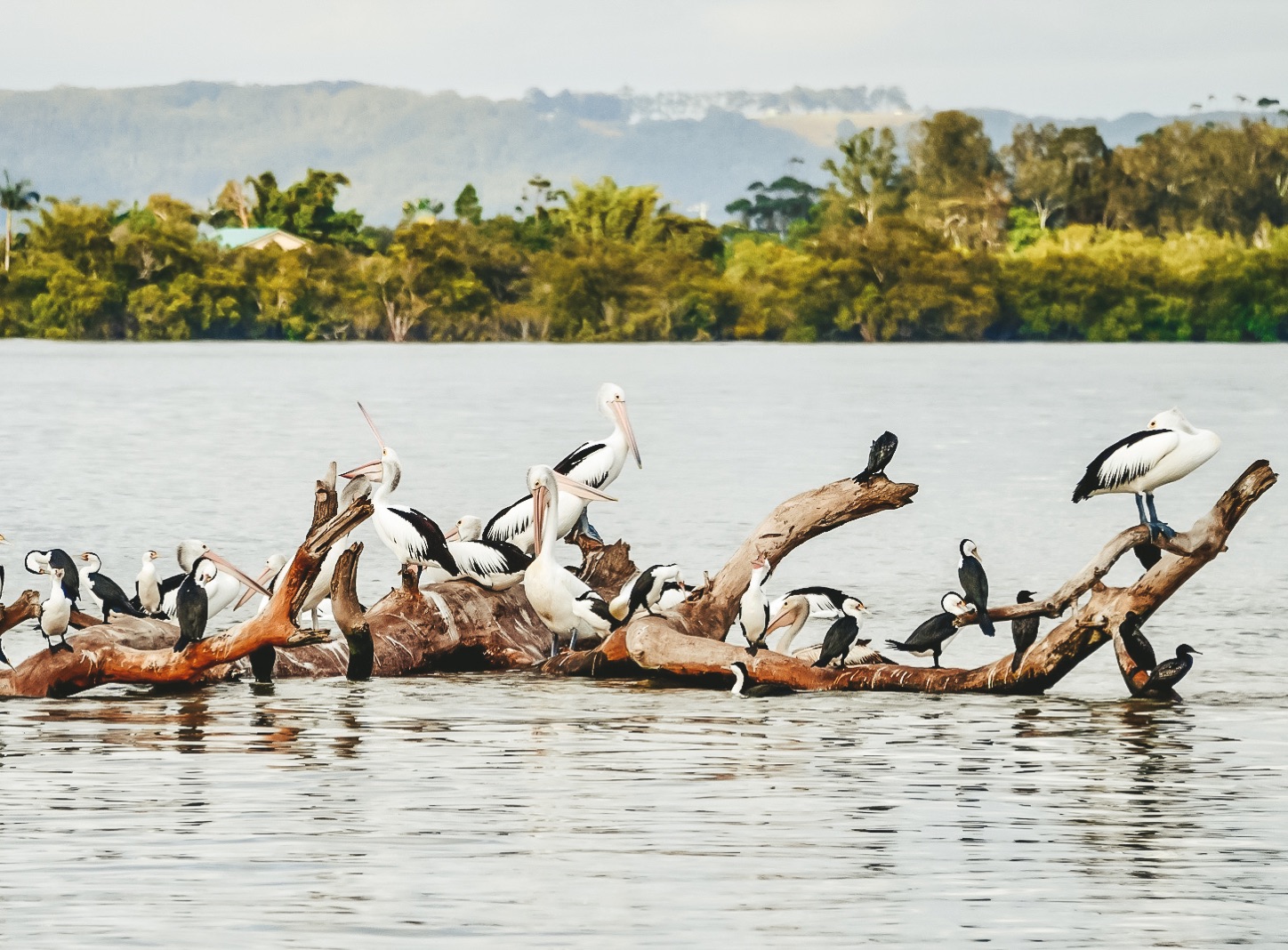 richmond river cruises ballina nsw