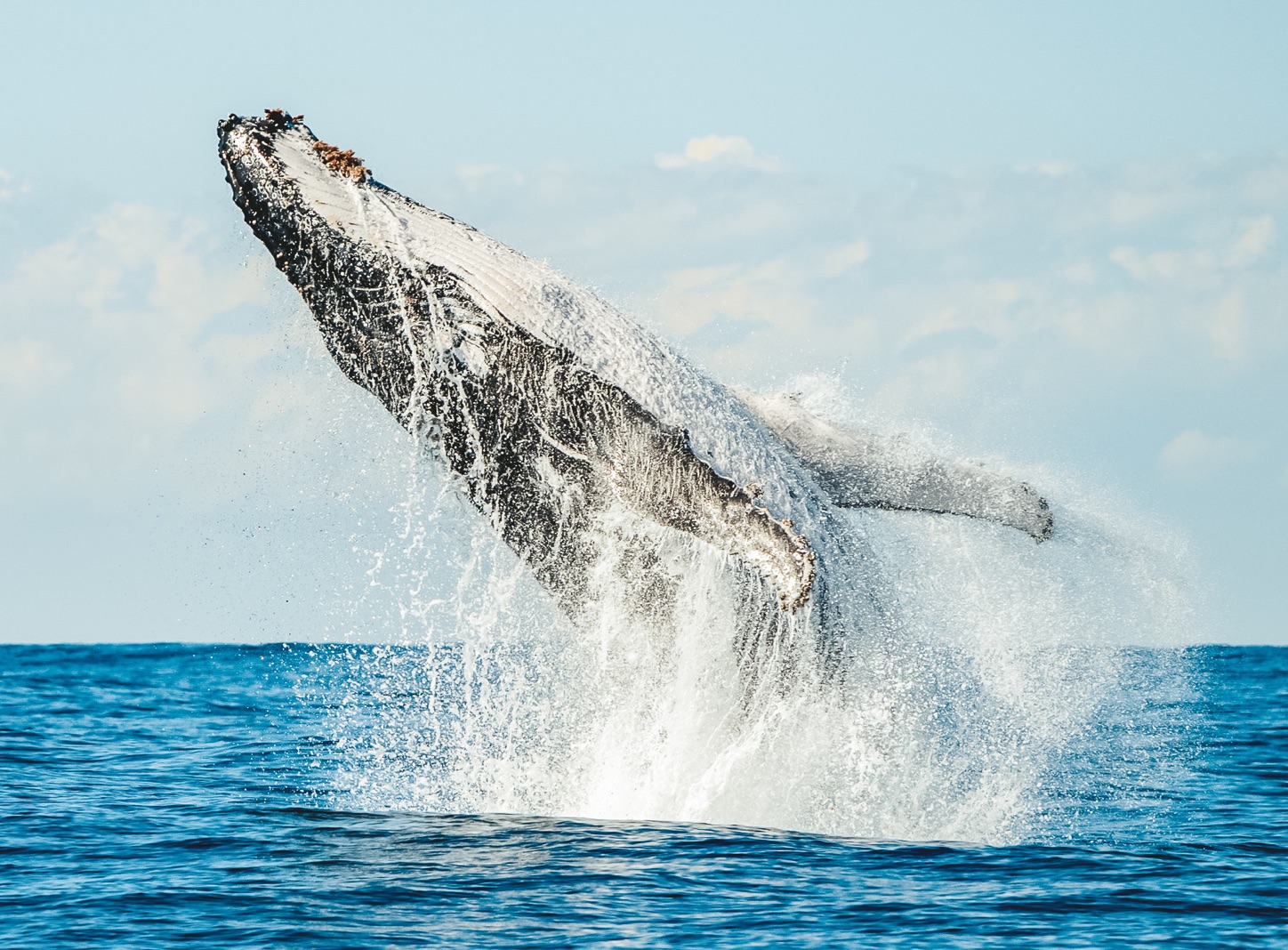 Byron Bay Whale Watching