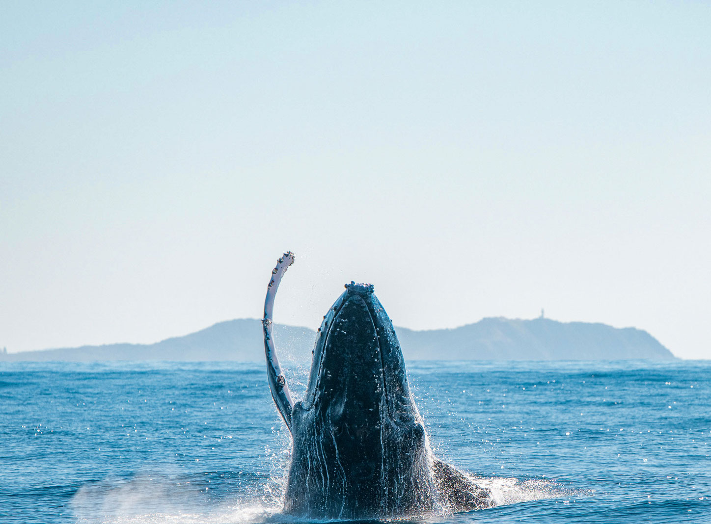 Humpback Whale Watching Byron Bay