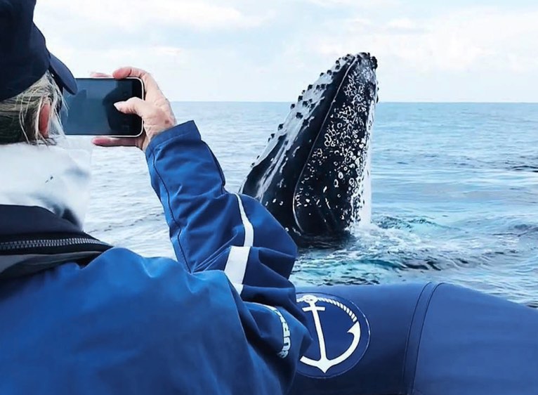 Whale Watching Byron Bay