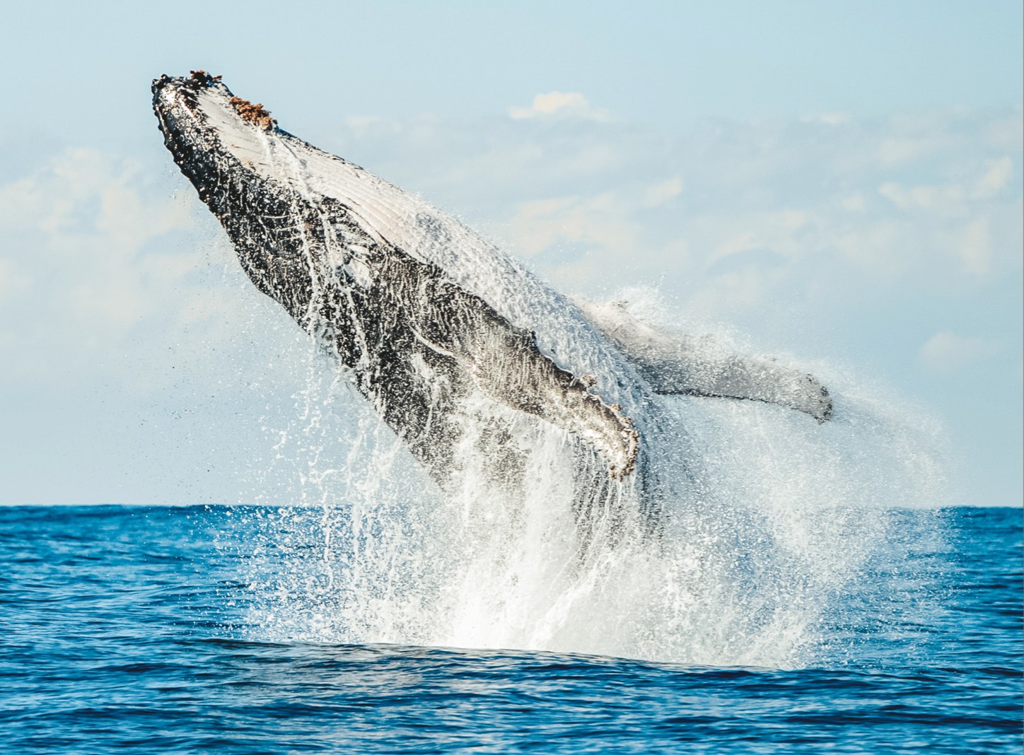 Humpback Whale in Byron Bay