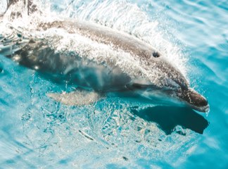 Byron Bay Dolphin