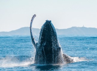 Byron Bay Whale Watching