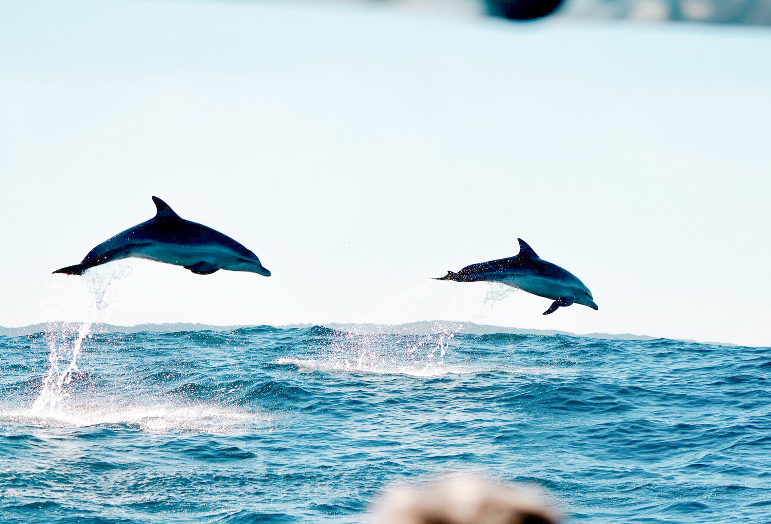 dolphins byron bay