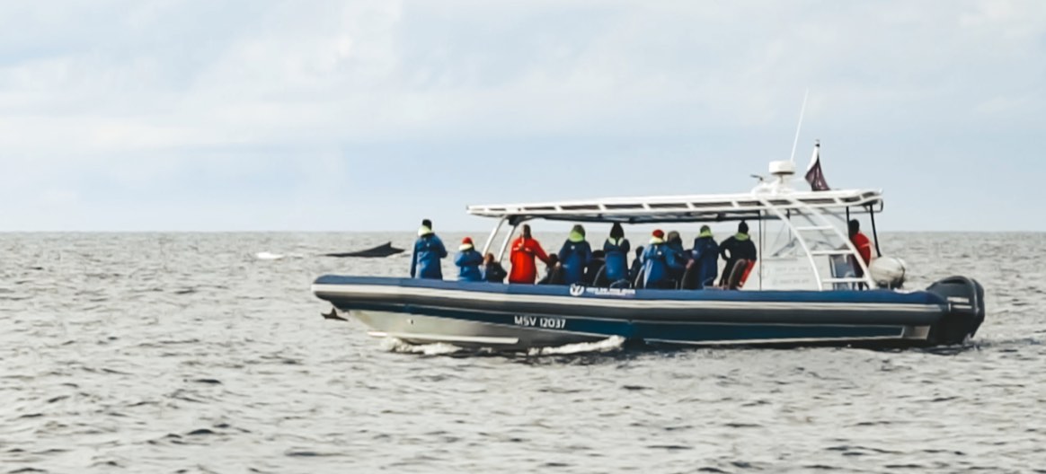 Boat out at sea with whale in the distance.