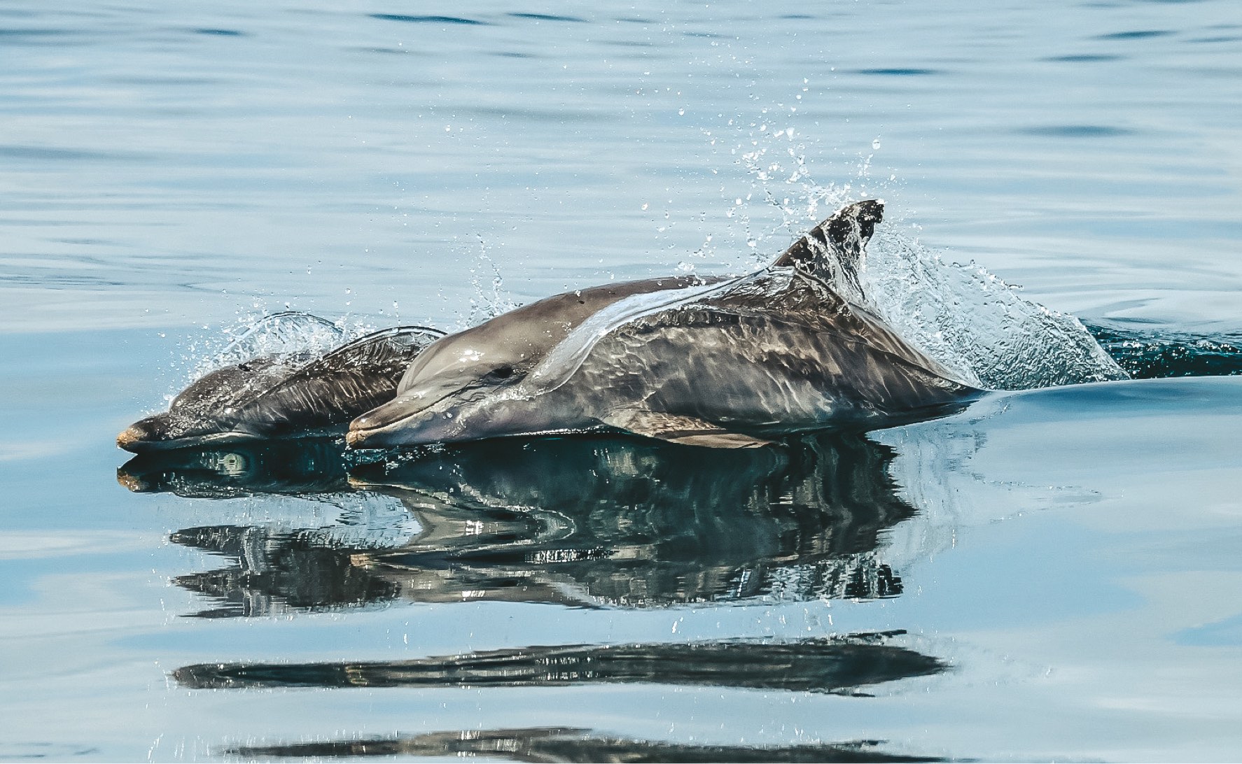Two dolphins swimming together.