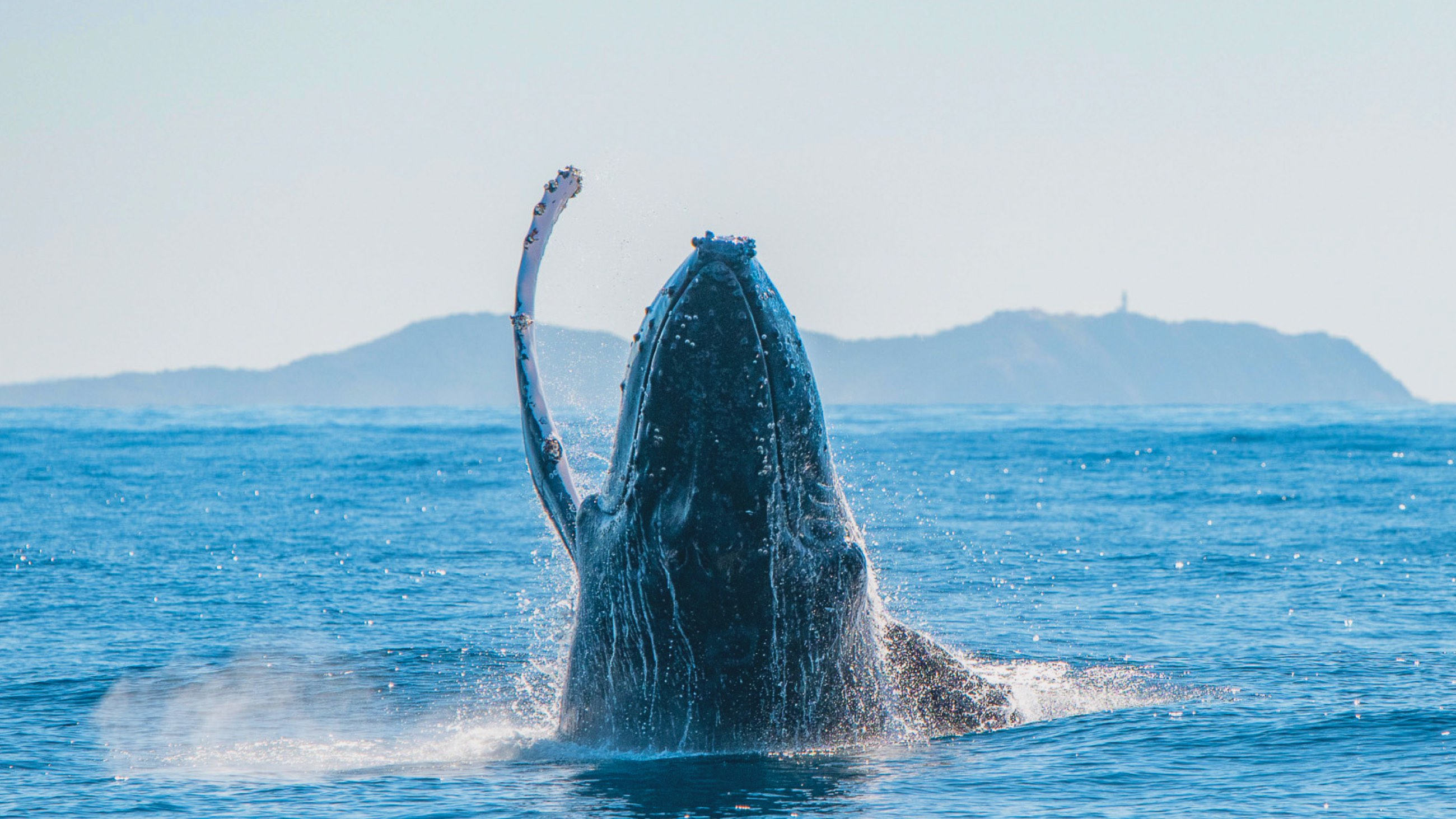 Whale breaching out of the water.