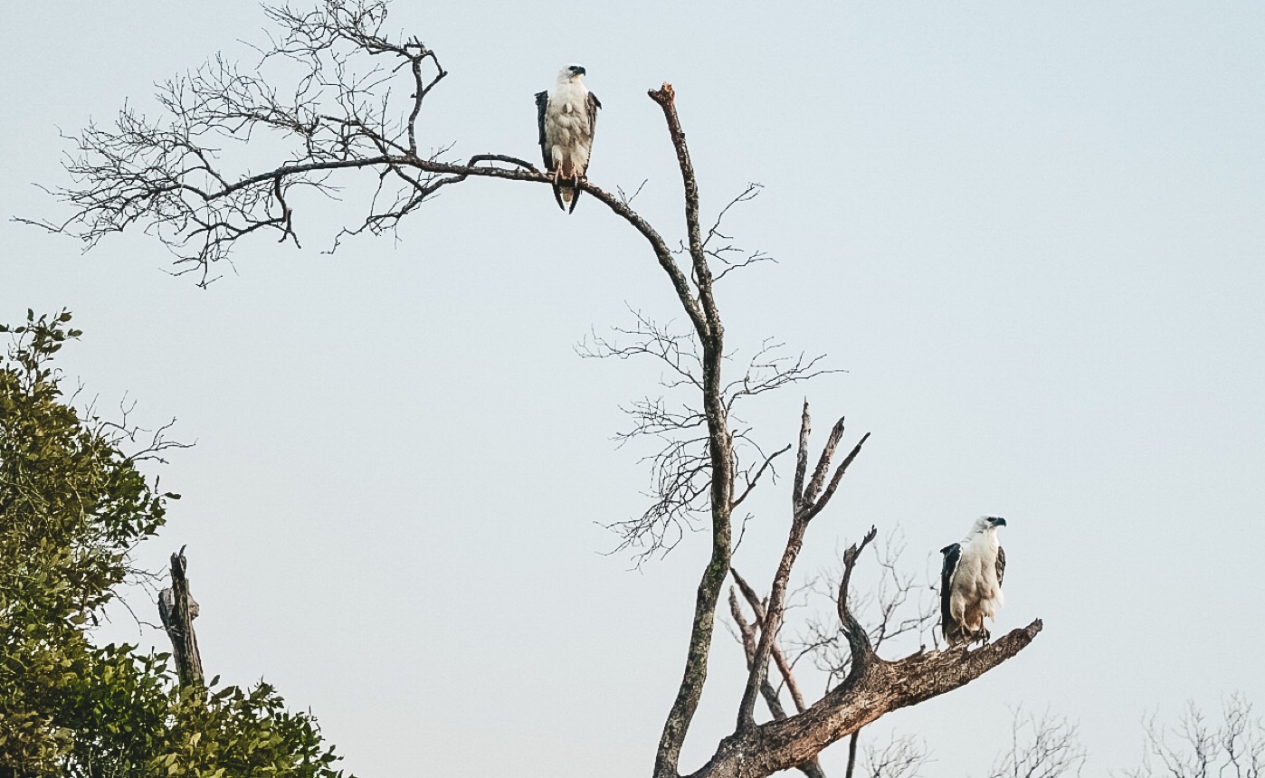 Byron Bay Bird Watching