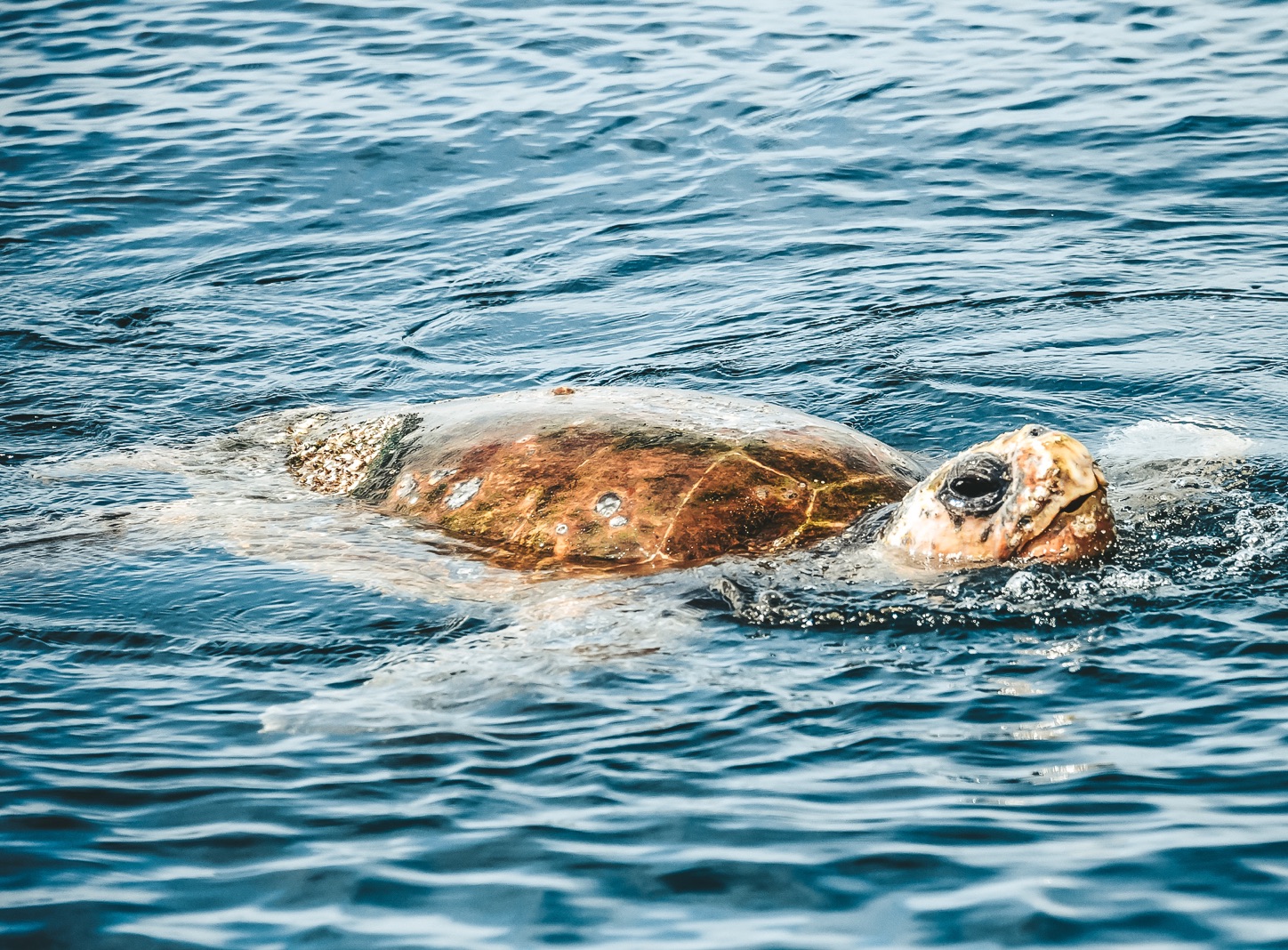 byron bay boat cruise