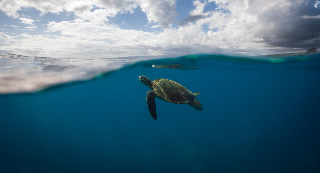 Byron Bay Marine Park