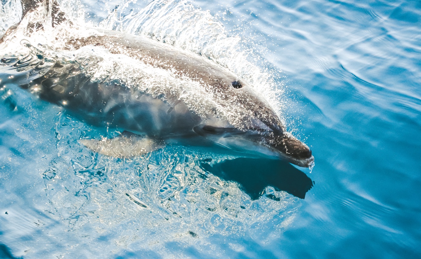 byron bay cruises