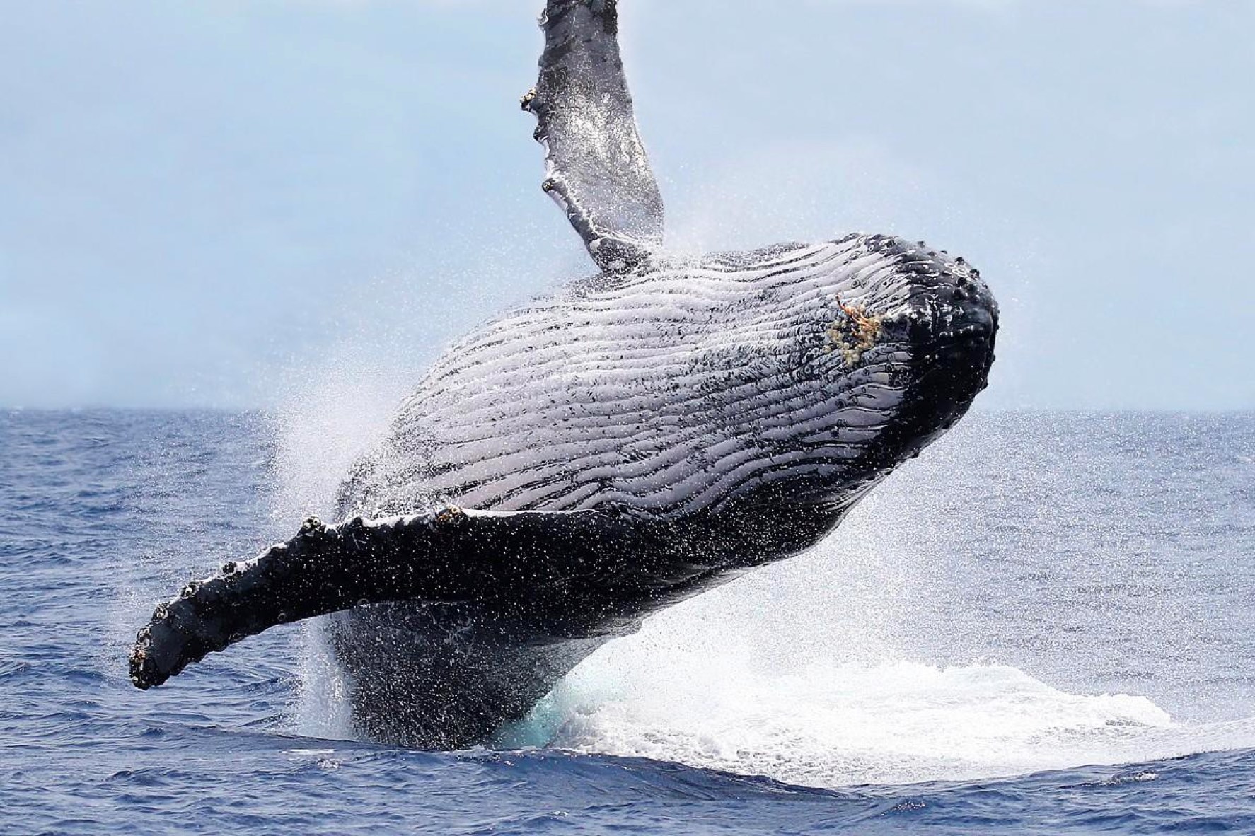 Giant Humpback Whale