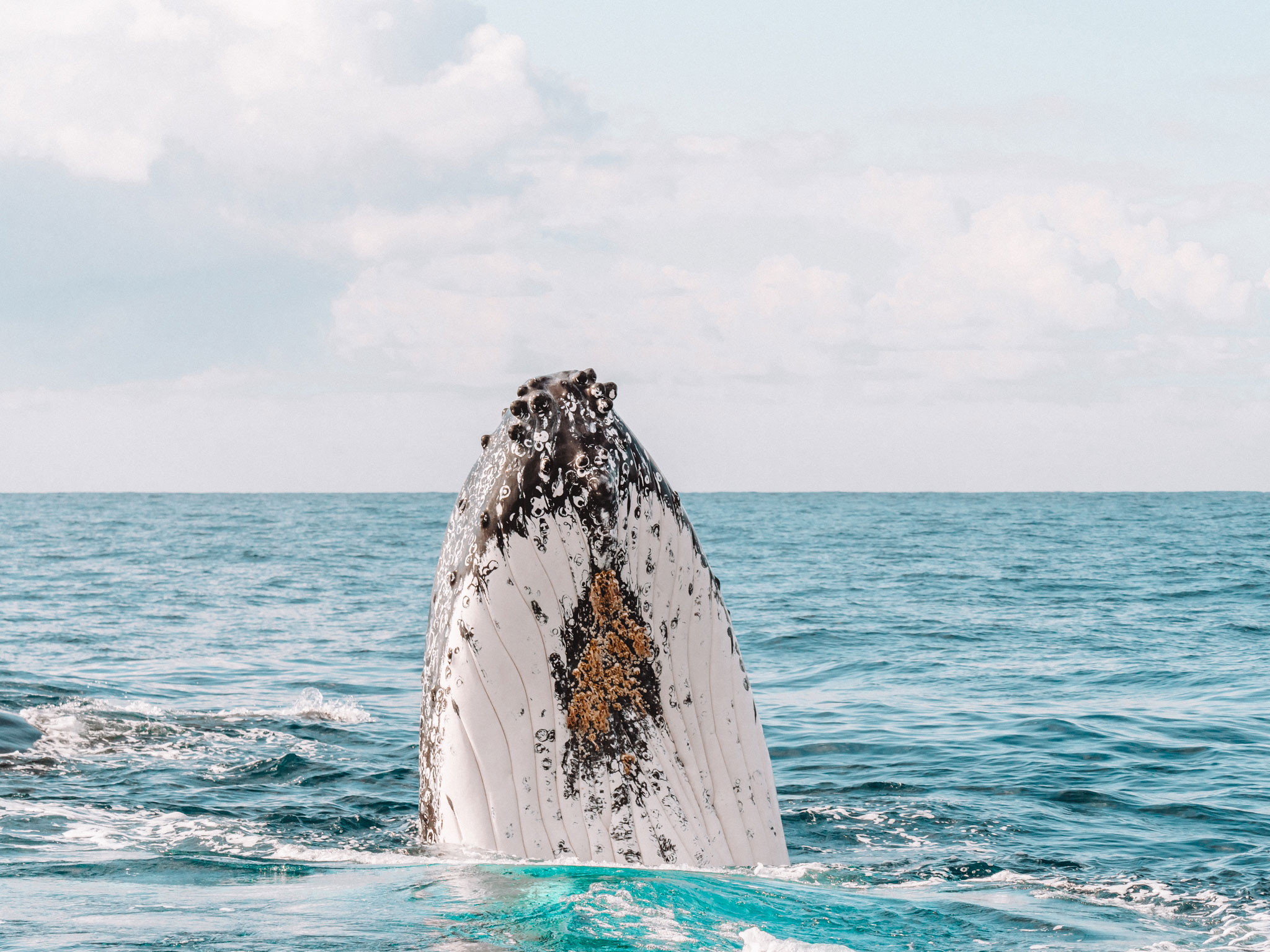 Byron Bay Whale Watching