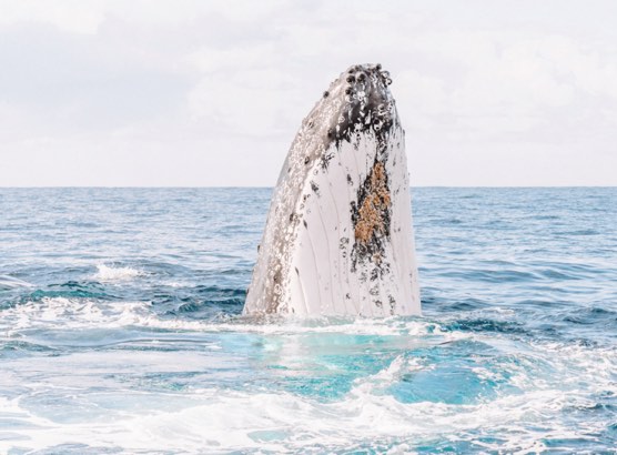 Byron Bay Whale Watching