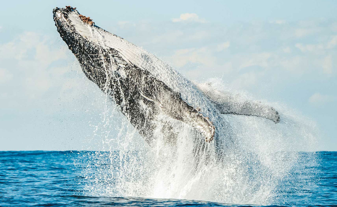 Whale Watching