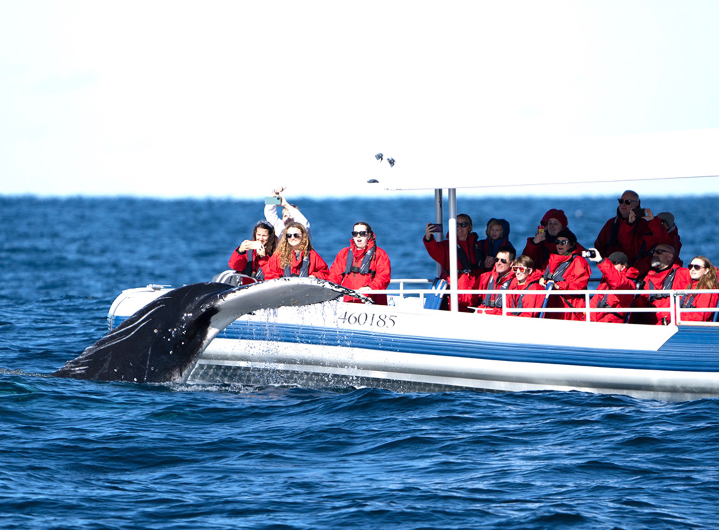whale watching tour byron bay