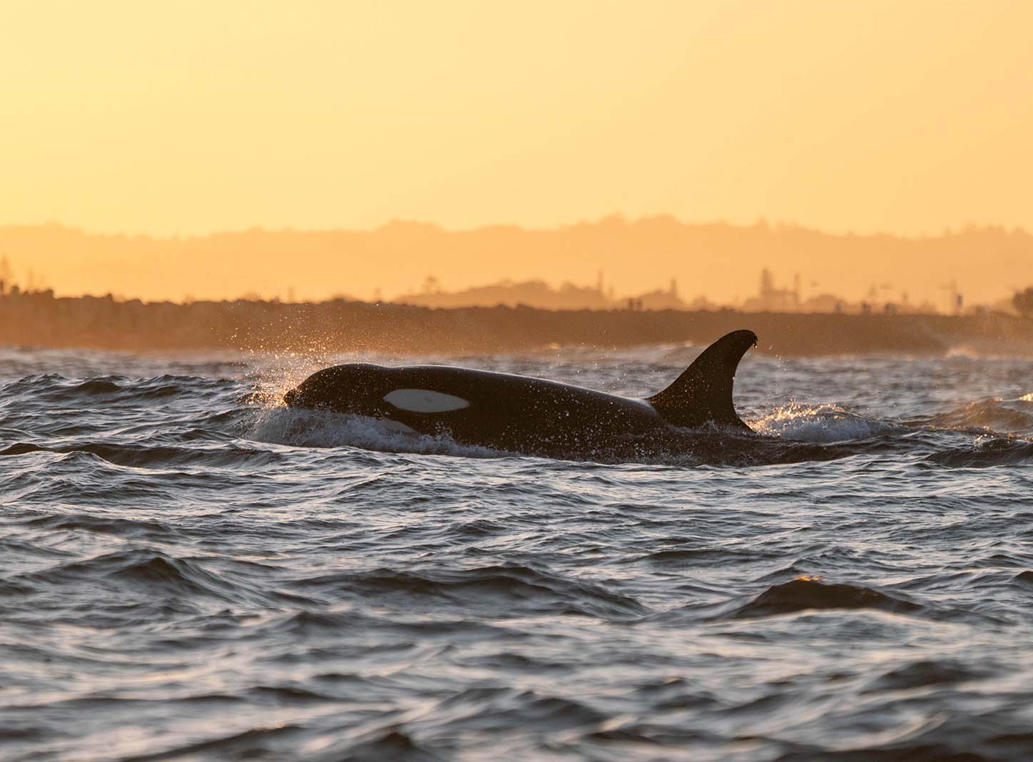 Orca Whale in Byron Bay