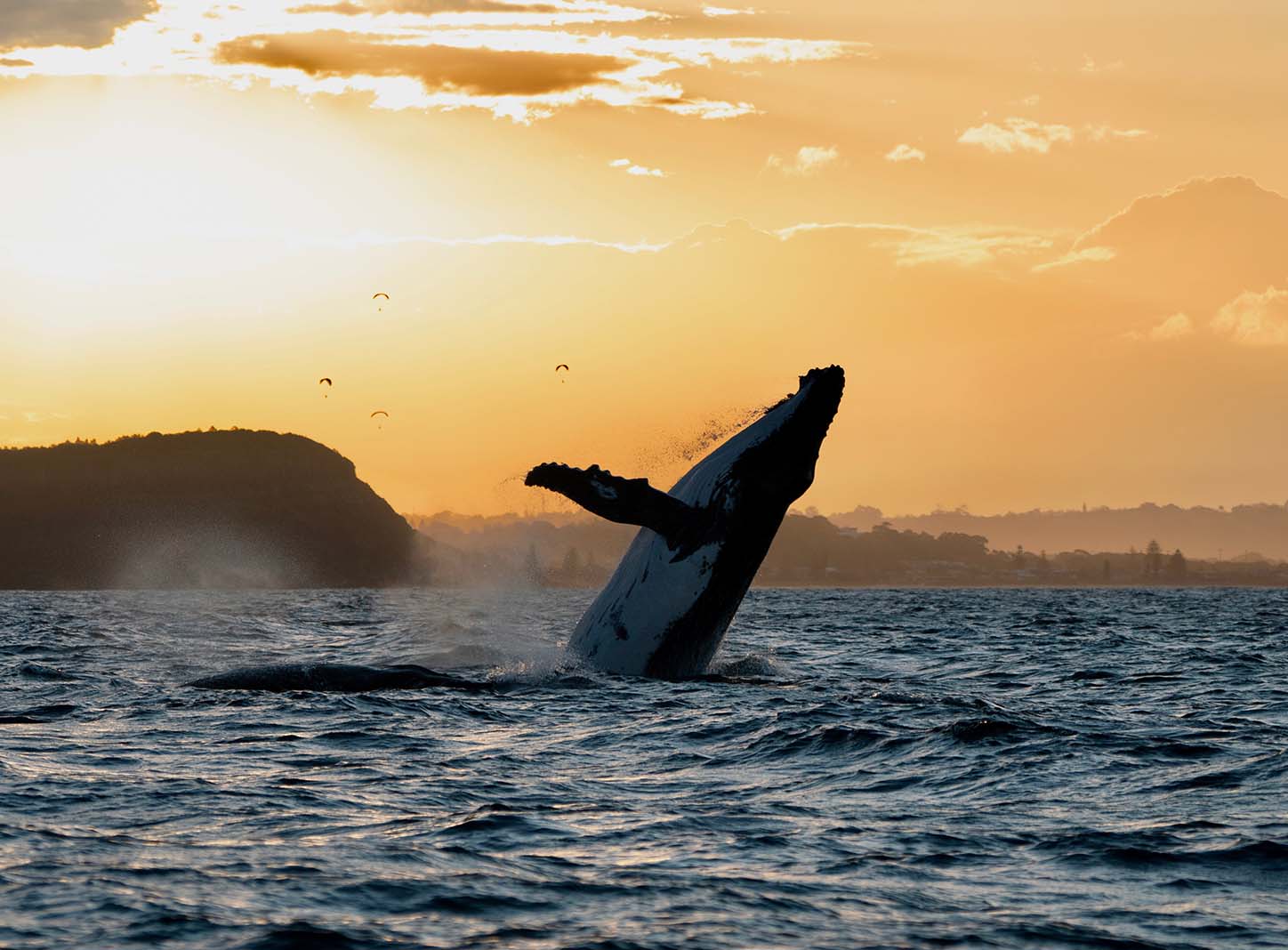 Humpback Whale at Sunset in Byron Bay