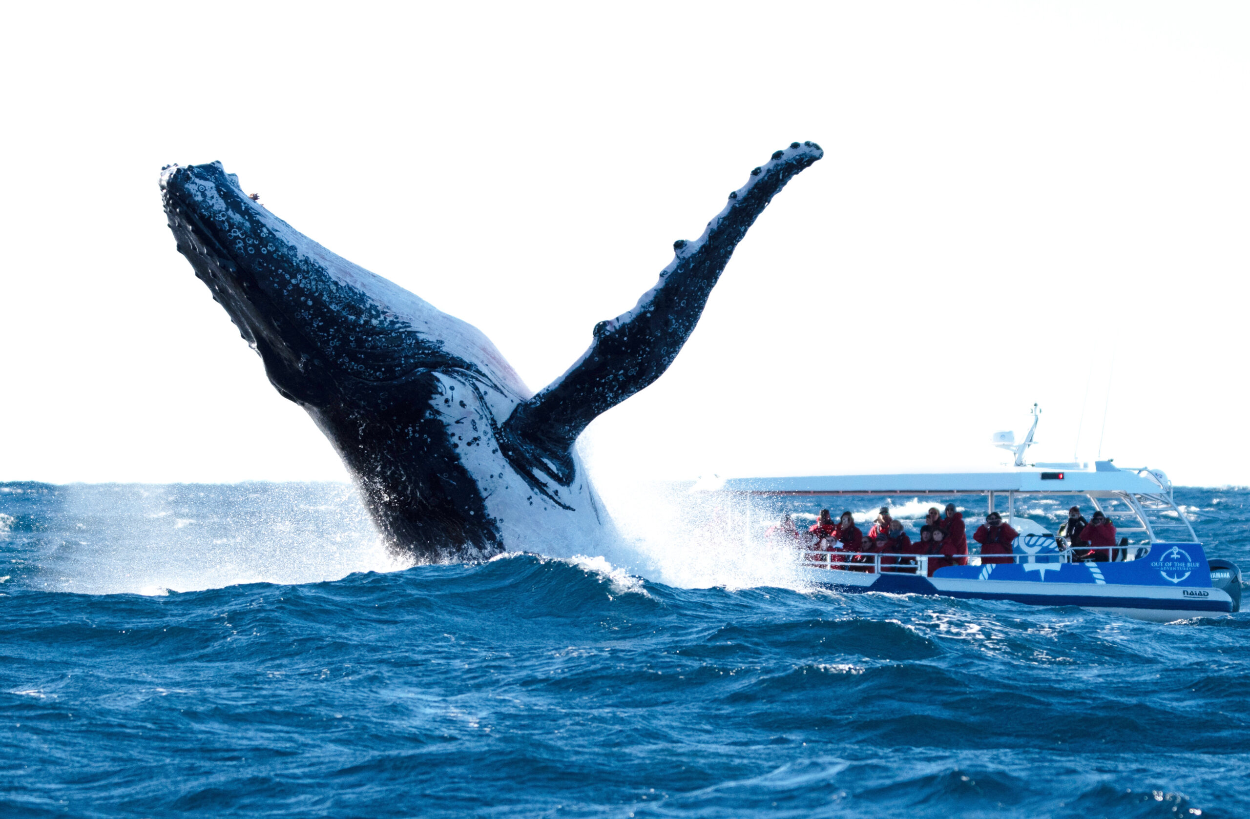 Byron Bay Day Trips Cruises & Boat Tours Out Of The Blue Adventures
